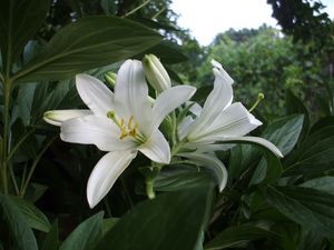 Preview wallpaper lilies, flowers, white, flowerbed, herbs, trees, park