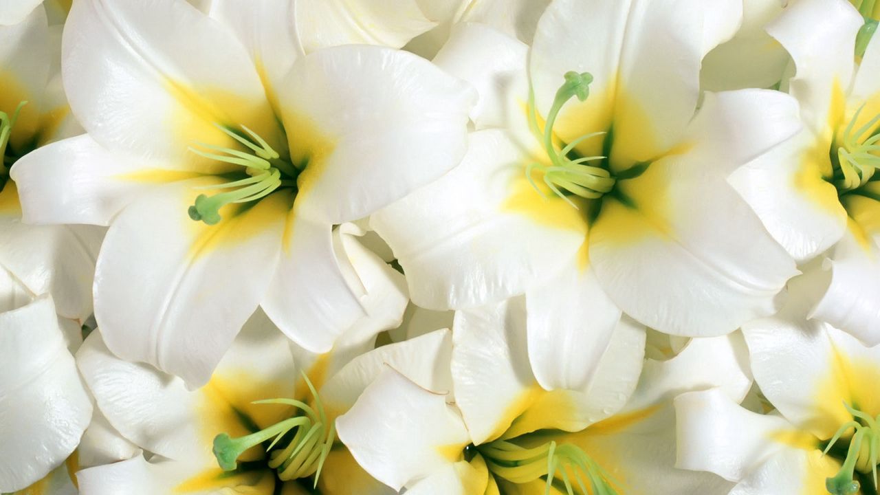 Wallpaper lilies, flowers, white, stamens, close-up
