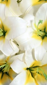 Preview wallpaper lilies, flowers, white, stamens, close-up