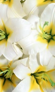 Preview wallpaper lilies, flowers, white, stamens, close-up