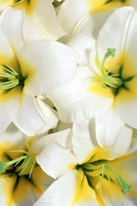 Preview wallpaper lilies, flowers, white, stamens, close-up