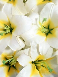 Preview wallpaper lilies, flowers, white, stamens, close-up