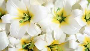 Preview wallpaper lilies, flowers, white, stamens, close-up