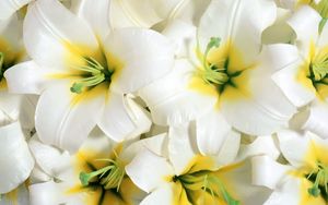 Preview wallpaper lilies, flowers, white, stamens, close-up