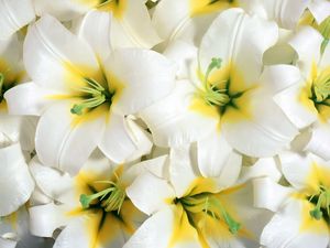 Preview wallpaper lilies, flowers, white, stamens, close-up