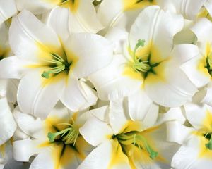 Preview wallpaper lilies, flowers, white, stamens, close-up