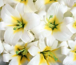 Preview wallpaper lilies, flowers, white, stamens, close-up