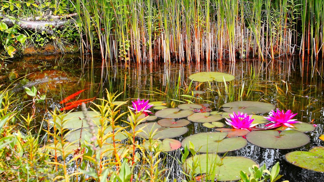 Wallpaper lilies, grass, swamp, summer