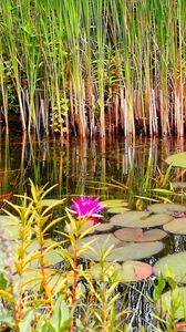 Preview wallpaper lilies, grass, swamp, summer