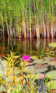 Preview wallpaper lilies, grass, swamp, summer