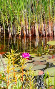 Preview wallpaper lilies, grass, swamp, summer