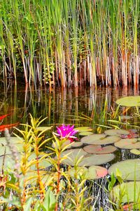 Preview wallpaper lilies, grass, swamp, summer