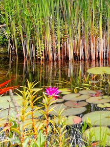 Preview wallpaper lilies, grass, swamp, summer