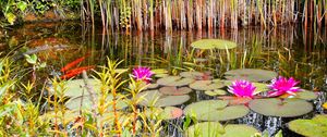 Preview wallpaper lilies, grass, swamp, summer