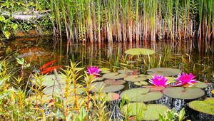 Preview wallpaper lilies, grass, swamp, summer