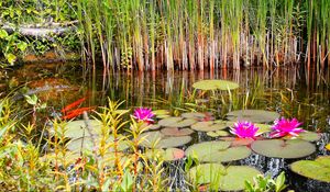 Preview wallpaper lilies, grass, swamp, summer