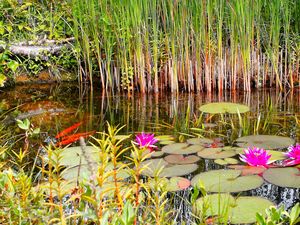 Preview wallpaper lilies, grass, swamp, summer