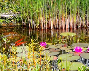 Preview wallpaper lilies, grass, swamp, summer