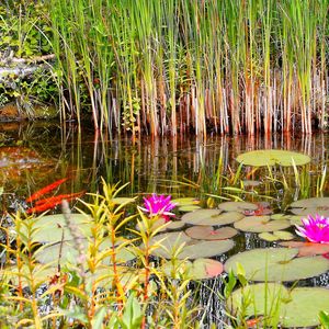 Preview wallpaper lilies, grass, swamp, summer