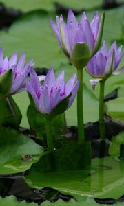 Preview wallpaper lilies, leaves, water, swamp