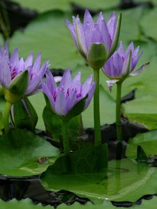 Preview wallpaper lilies, leaves, water, swamp