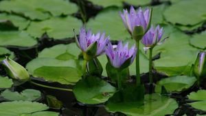 Preview wallpaper lilies, leaves, water, swamp