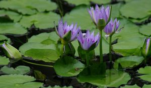 Preview wallpaper lilies, leaves, water, swamp