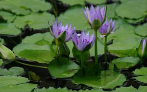 Preview wallpaper lilies, leaves, water, swamp