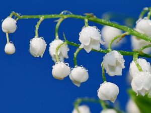 Preview wallpaper lilies of the valley, drops, dew, branch