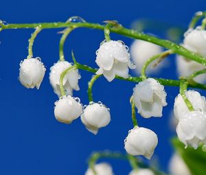 Preview wallpaper lilies of the valley, drops, dew, branch