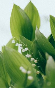 Preview wallpaper lilies of the valley, flowers, leaves