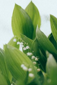 Preview wallpaper lilies of the valley, flowers, leaves