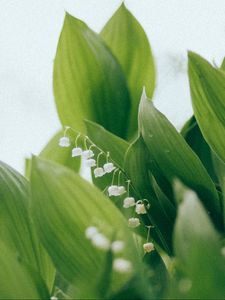 Preview wallpaper lilies of the valley, flowers, leaves