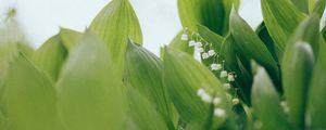 Preview wallpaper lilies of the valley, flowers, leaves