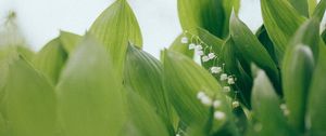 Preview wallpaper lilies of the valley, flowers, leaves