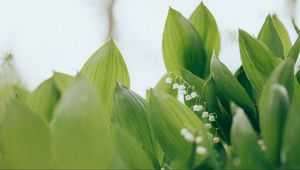 Preview wallpaper lilies of the valley, flowers, leaves