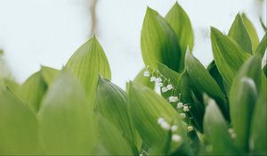 Preview wallpaper lilies of the valley, flowers, leaves