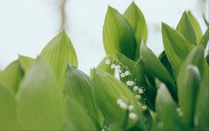 Preview wallpaper lilies of the valley, flowers, leaves