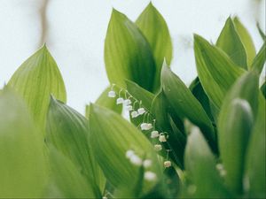 Preview wallpaper lilies of the valley, flowers, leaves