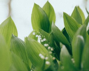 Preview wallpaper lilies of the valley, flowers, leaves