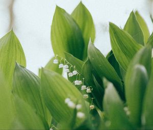 Preview wallpaper lilies of the valley, flowers, leaves