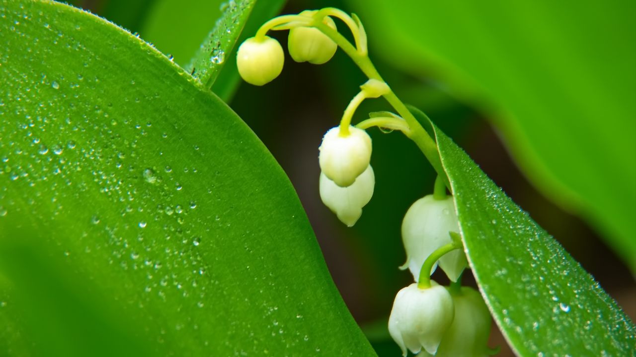 Wallpaper lilies of the valley, flowers, leaves, drops, macro