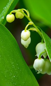 Preview wallpaper lilies of the valley, flowers, leaves, drops, macro