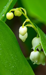 Preview wallpaper lilies of the valley, flowers, leaves, drops, macro