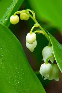 Preview wallpaper lilies of the valley, flowers, leaves, drops, macro