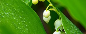 Preview wallpaper lilies of the valley, flowers, leaves, drops, macro