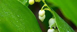 Preview wallpaper lilies of the valley, flowers, leaves, drops, macro