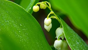 Preview wallpaper lilies of the valley, flowers, leaves, drops, macro