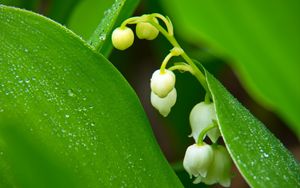 Preview wallpaper lilies of the valley, flowers, leaves, drops, macro