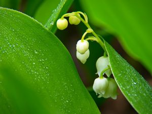 Preview wallpaper lilies of the valley, flowers, leaves, drops, macro